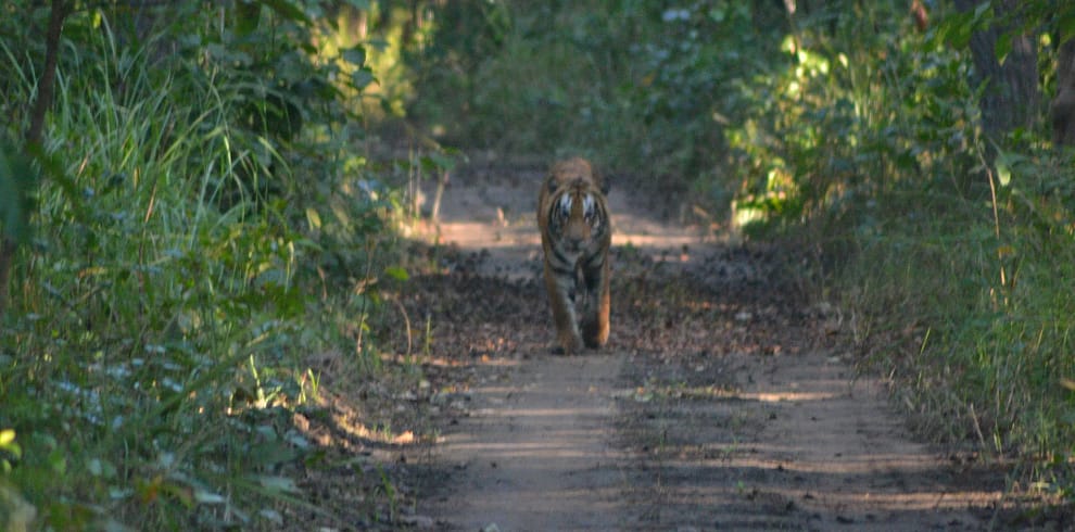 bardiya-jungle-safari-jpeg.webp