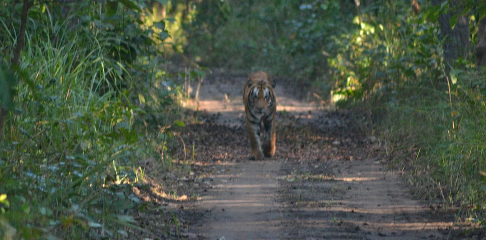 bardiya-jungle-safari.jpeg